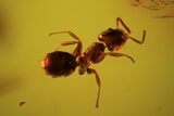 Detailed Fossil Ant (Formicidae) In Baltic Amber #102755-2